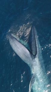 Instagram post by @dolphindronedom