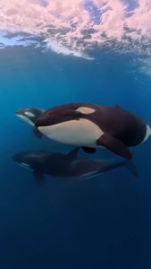 Instagram post by @dolphindronedom