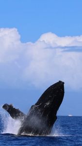 Instagram post by @dolphindronedom