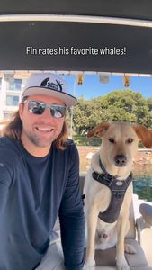 Instagram post by @dolphindronedom