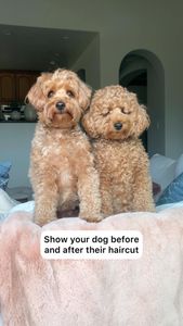 Instagram post by @kingsleythedoood