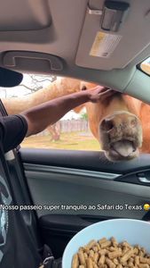 Instagram post by @amandamontbjj