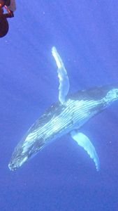 Instagram post by @noelanilove