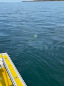 Instagram post by @mathieson_scott