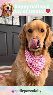 Instagram post by @sadiepawsdaily