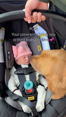 Instagram post by @sadiepawsdaily