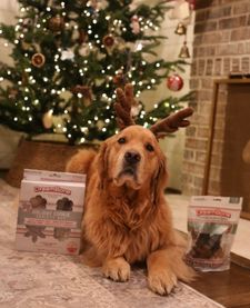 Instagram post by @sadiepawsdaily