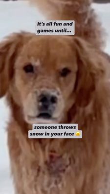 Instagram post by @sadiepawsdaily