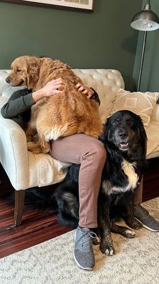 Instagram post by @sadiepawsdaily