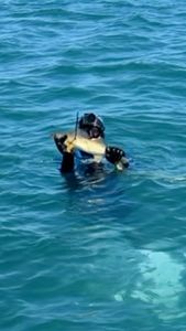 Instagram post by @purelymispearfishing