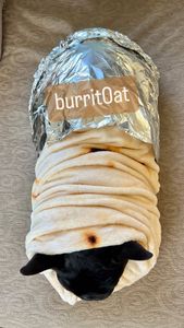 Instagram post by @oatiemeal