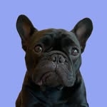 @oatiemeal Instagram Profile