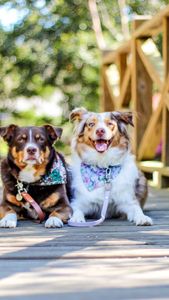 Instagram post by @samoalaska_aussies