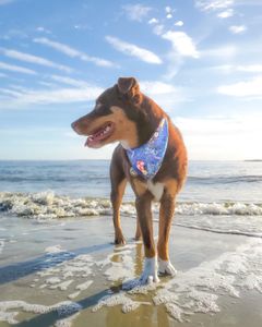 Instagram post by @samoalaska_aussies