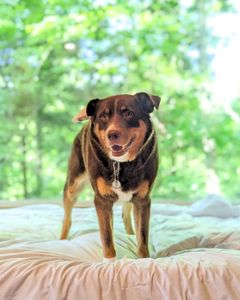 Instagram post by @samoalaska_aussies