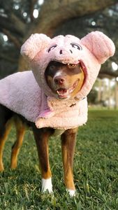 Instagram post by @samoalaska_aussies