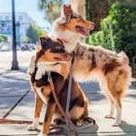 @samoalaska_aussies Instagram Profile