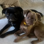 @pluto Instagram Profile