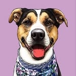 @daisybuggie Instagram Profile