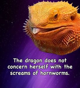 Instagram post by @whosagoodlizard