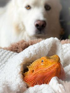 Instagram post by @whosagoodlizard