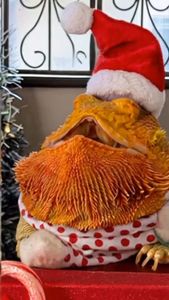 Instagram post by @whosagoodlizard