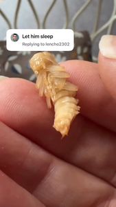 Instagram post by @whosagoodlizard