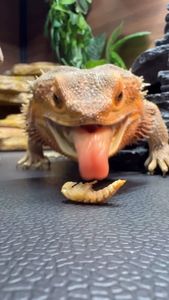 Instagram post by @whosagoodlizard