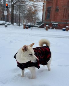 Instagram post by @danimalmoves