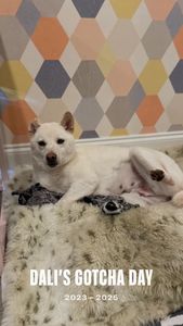 Instagram post by @danimalmoves