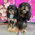 @dangertakesover Instagram Profile