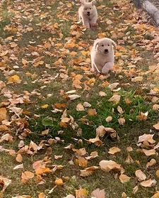 Instagram post by @graysongrowsup