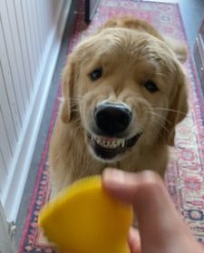 Instagram post by @graysongrowsup