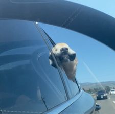 Instagram post by @graysongrowsup