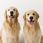 @graysongrowsup Instagram Profile