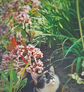 Instagram post by @dolewhipdame