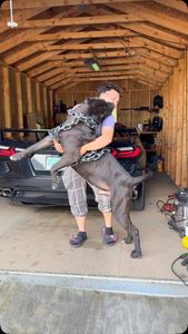 Instagram post by @darkdynastyk9s