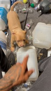 Instagram post by @darkdynastyk9s