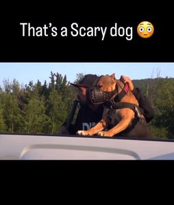 Instagram post by @darkdynastyk9s