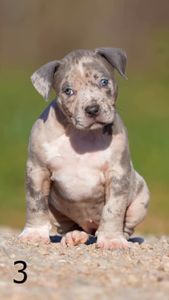 Instagram post by @darkdynastyk9s