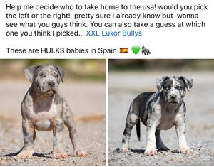 Instagram post by @darkdynastyk9s