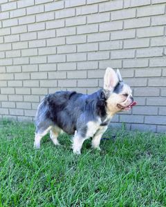 Instagram post by @rajahcardio