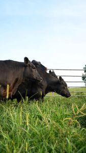 Instagram post by @lilyhillcattle