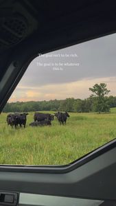 Instagram post by @lilyhillcattle