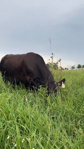 Instagram post by @lilyhillcattle