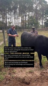 Instagram post by @lilyhillcattle