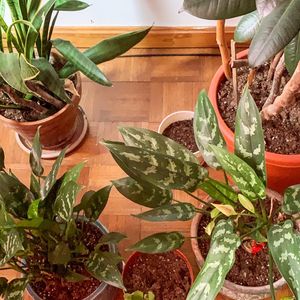 Instagram post by @tiffany_desilva