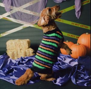 Instagram post by @vivalaveeva