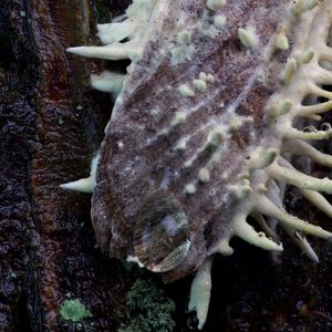 Instagram post by @mindovermycology