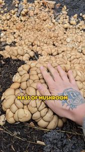 Instagram post by @mindovermycology